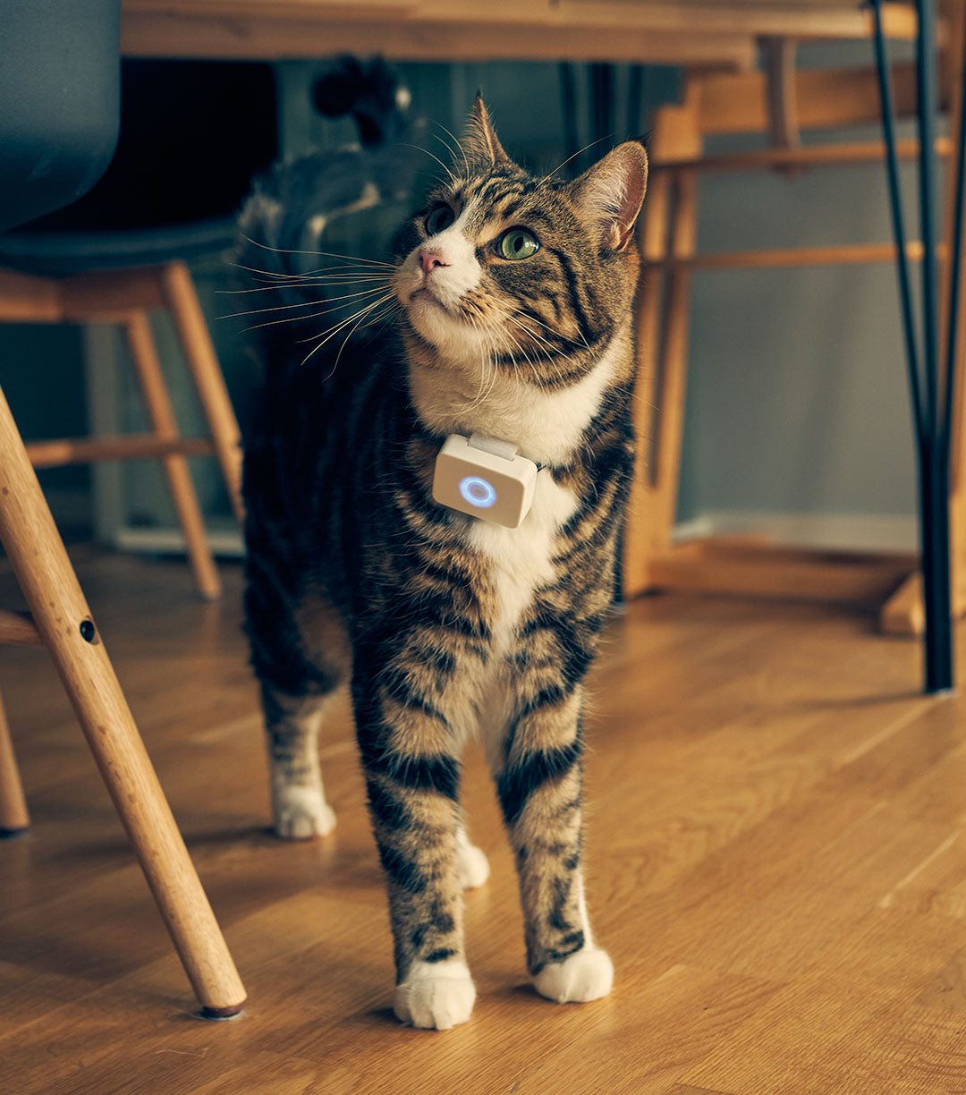 GPS til katt - Lilcat 2 med sanntidssporing & aktivitetsmåler