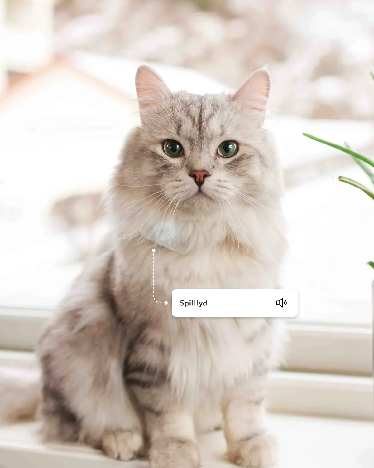 GPS til katt - Lilcat 2 med sanntidssporing & aktivitetsmåler