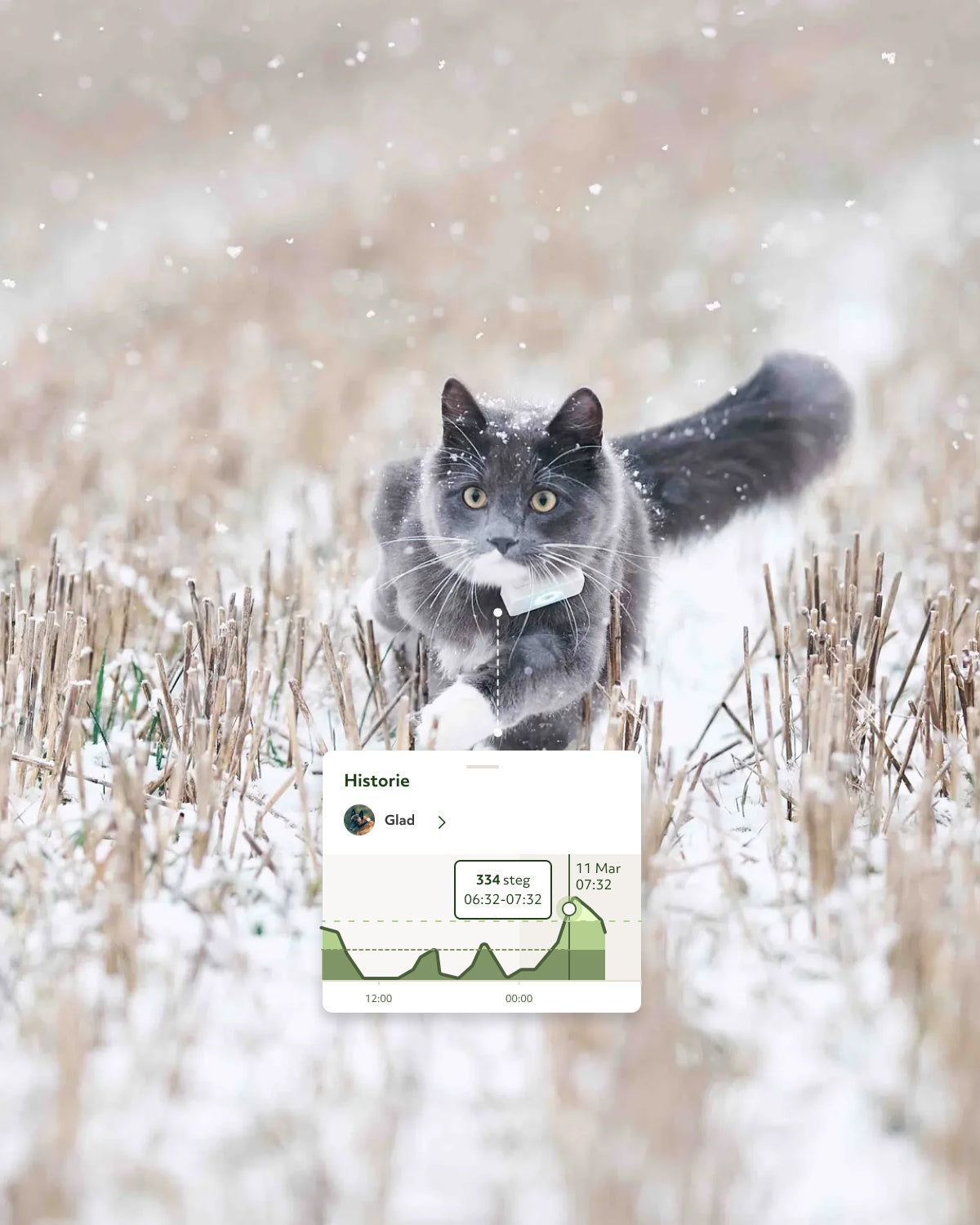 GPS til katt - Lilcat 2 med sanntidssporing & aktivitetsmåler