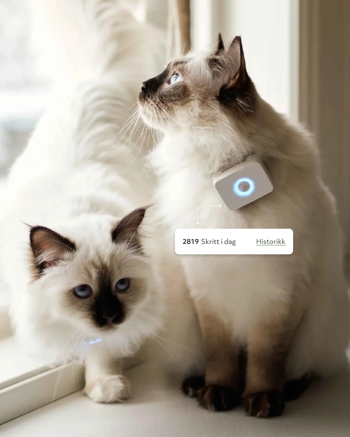 GPS til katt - Lilcat 2 med sanntidssporing & aktivitetsmåler