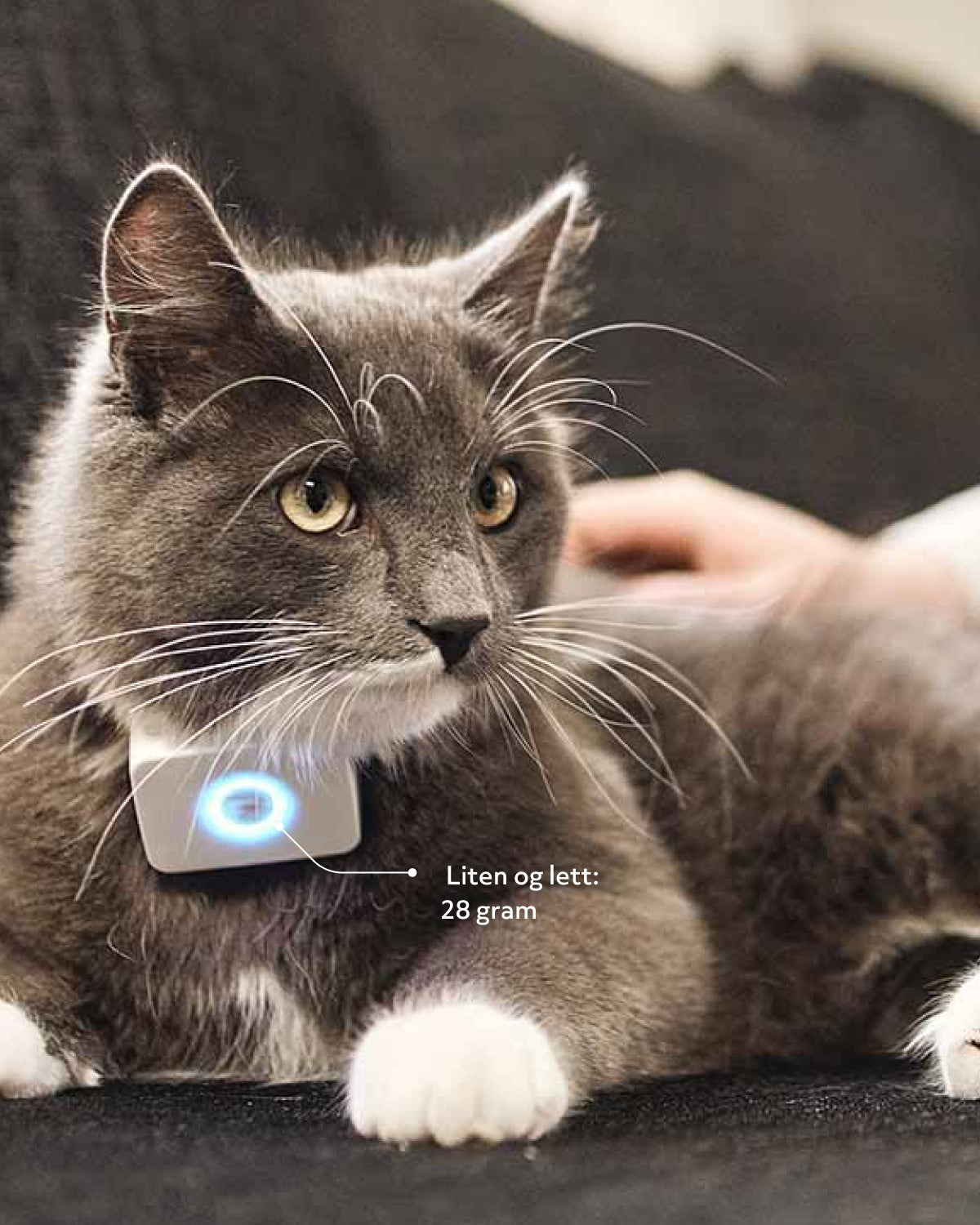 GPS til katt - Lilcat 2 med sanntidssporing & aktivitetsmåler