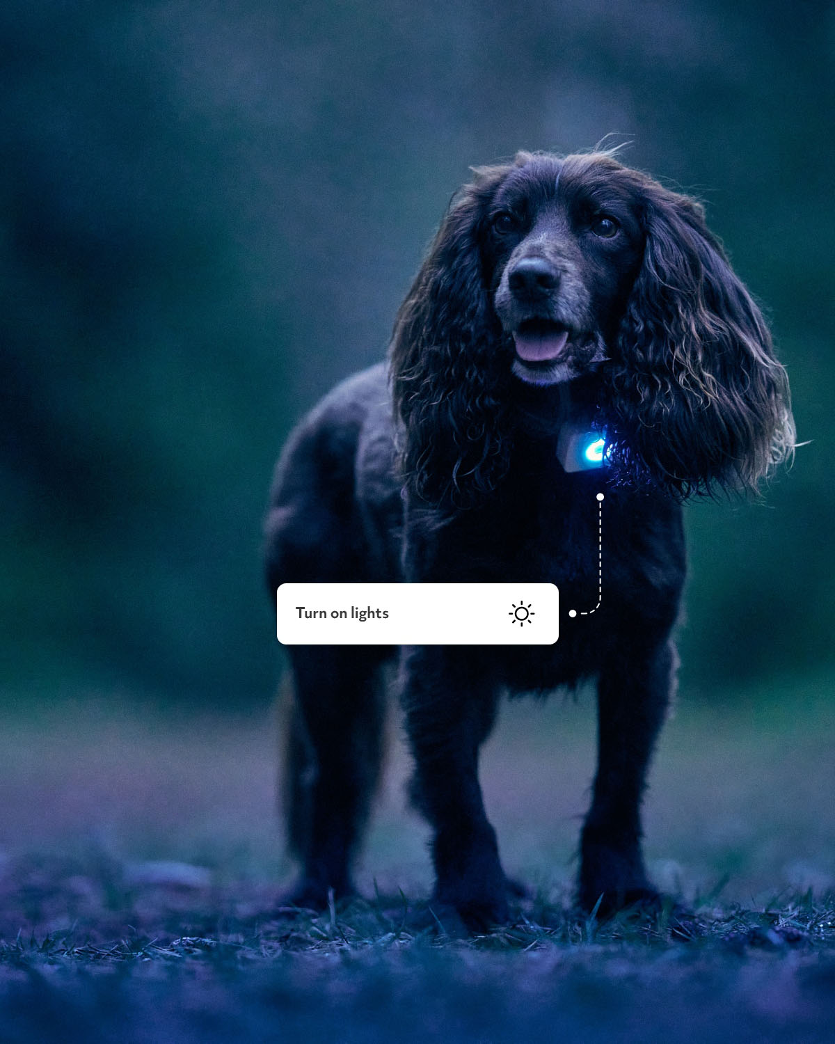 GPS til hund - Lildog 2 med sanntidssporing & aktivitetsmåler