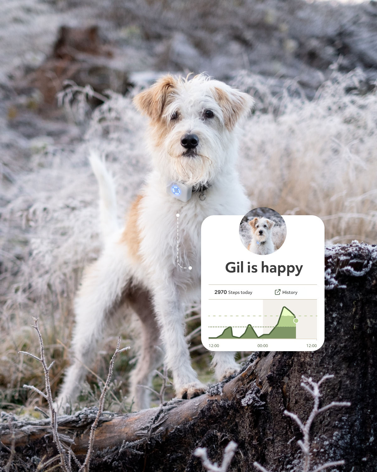 GPS til hund - Lildog 2 med sanntidssporing & aktivitetsmåler