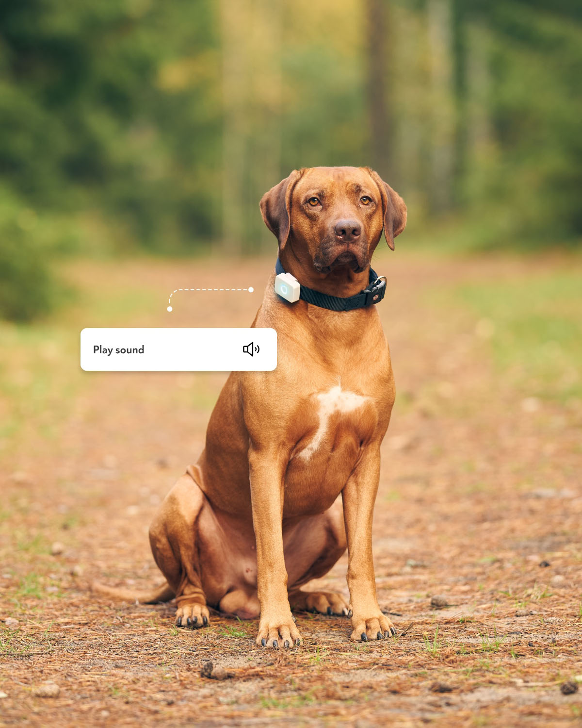 GPS til hund - Lildog 2 med sanntidssporing & aktivitetsmåler