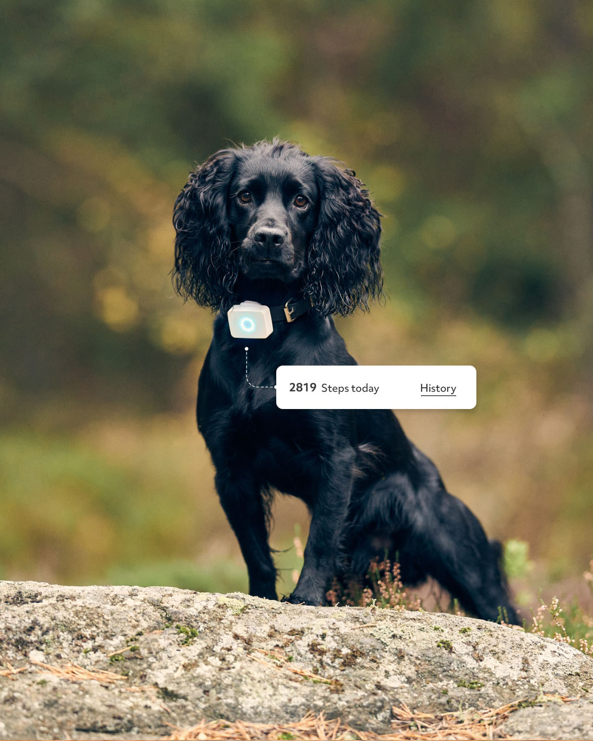 GPS til hund - Lildog 2 med sanntidssporing & aktivitetsmåler