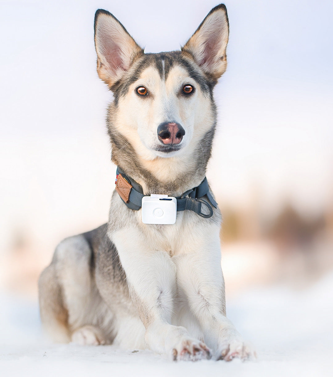 GPS til hund - Lildog 2 med sanntidssporing & aktivitetsmåler